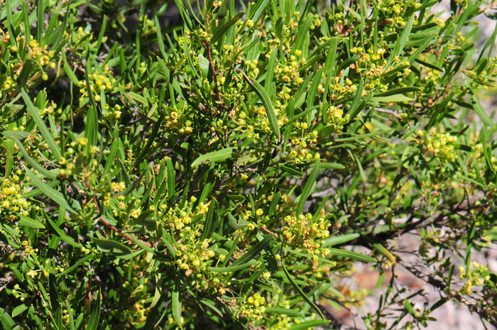 Florida Hopbush has male and female flowers on separate plants. This species grows to 12 feet tall and is found from 2,000 to 5,000 feet elevation. Dodonaea viscosa